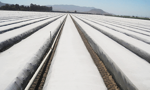 Película de barrera